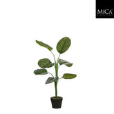 Calathea In Pot Green - H90Xd60Cm